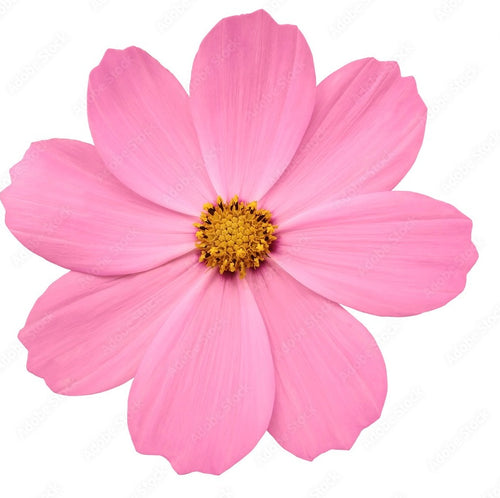 Starlit Books & Brew